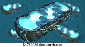 mitochondria