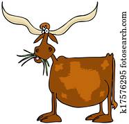 Original Texas longhorn Original Texas longhorn