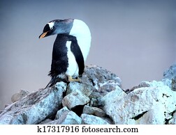 penguin penguin