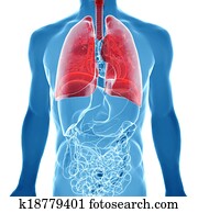 anatomy of human lungs in x-ray view anatomy of human lungs in x-ray view