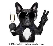 cocktail, hund cocktail, hund