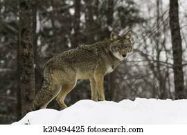 Coyote in winter Coyote in winter