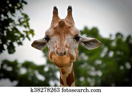 Giraffe Giraffe