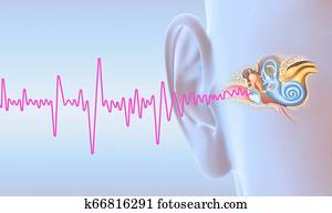 Human ear anatomy with magenta soundwave, medically 3D illustration Human ear anatomy with magenta soundwave, medically 3D illustration