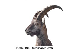 ibex ibex