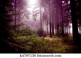misty forest misty forest