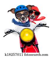 motorbike couple of dogs motorbike couple of dogs