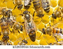 Queen Bee and bees