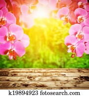 Spa, zen, wellness composition. Orchid flowers above wood floor, tropical forest