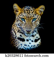 tiger tiger