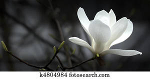 magnolia flower magnolia flower