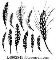 Rye, wheat Rye, wheat