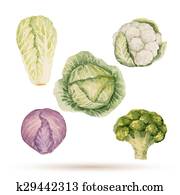 Set of watercolor vegetables. Set of watercolor vegetables.