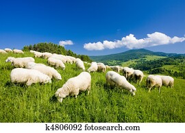 sheep herd