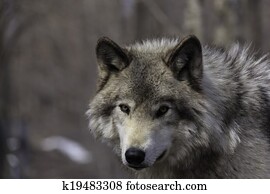 Timber wolf Timber wolf