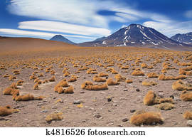 altiplano grass paja brava close to volcano Miscanti, desert Atacama, Chile