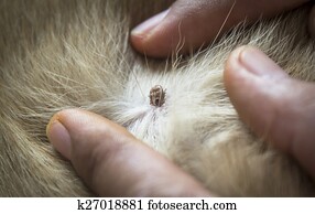 36 Best Photos Cat Skin Tag On Neck / How you should remove a tick in dogs - Cute Puppies Now