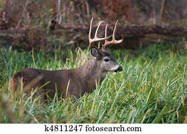 cervos branco-white-tailed, dólar