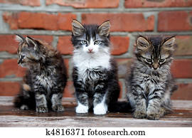 três, gatinhos, ligado, tijolos, fundo