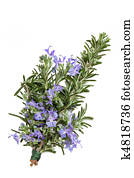 רוזמרין, עשב, פרוח