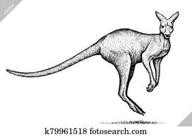black and white engrave isolated kangaroo vector illustration black and white engrave isolated kangaroo vector illustration