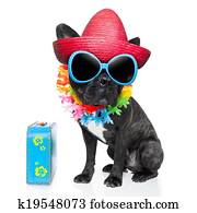 feriado, verano, perro