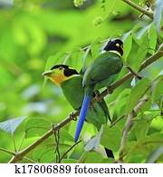 Long-tailed Broadbill