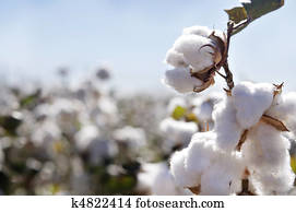 Ripe cotton bolls on branch 