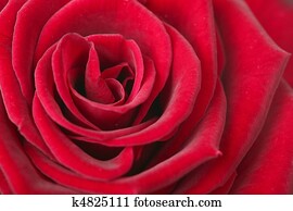 rose rose