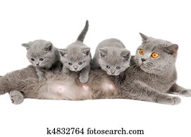cat family cat family