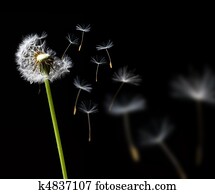 dandelion in the wind dandelion in the wind