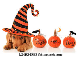Halloween puppy Halloween puppy