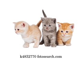 pequeno, britânico, shorthair, gatinhos, gato