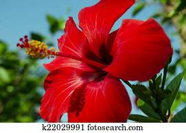 Red hibiscus flower Red hibiscus flower