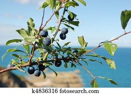 Sloe Stock Photos | Our Top 1000+ Sloe Images | Fotosearch