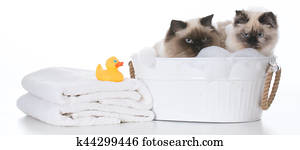 bathing the cat bathing the cat