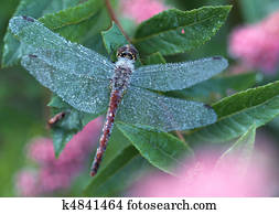 Dragonfly Dragonfly