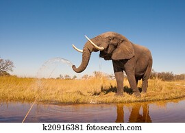 Elephant Elephant