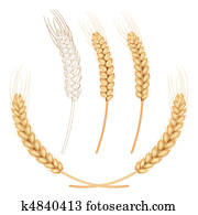 wheat wheat
