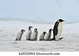 Emperor Penguin Emperor Penguin