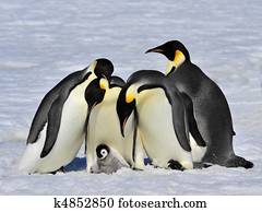 Emperor Penguin Emperor Penguin