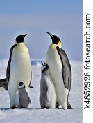 Emperor Penguin Emperor Penguin