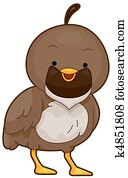 Quail Quail