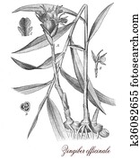 Ginger, botanical vintage engraving Ginger, botanical vintage engraving