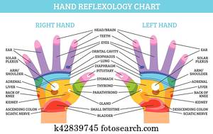 Hand Reflexology Chart