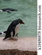 Northern Rockhopper Penguin - Eudyptes moseleyi