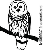 owl owl