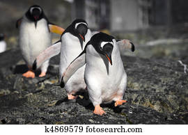 Three penguins