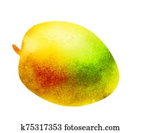 Watercolor mango on white Watercolor mango on white