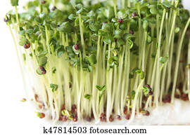 Broccoli sprouts Broccoli sprouts